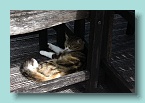 Niue Kitty